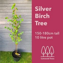 Silver Birch Tree (Betula Pendula) Grown By Cotswold Trees -Flourish Flora 150 180BirchTM
