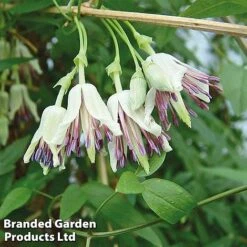 Clematis All Season Collection -Flourish Flora 200486A CLEMATIS NAPAULENSIS INTERNAL