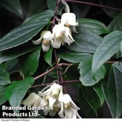 Clematis All Season Collection -Flourish Flora 203320B