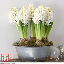 Hyacinth In Zinc Bowl - Gift