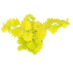 Acer Shirasawanum Aureum -Flourish Flora 2554851