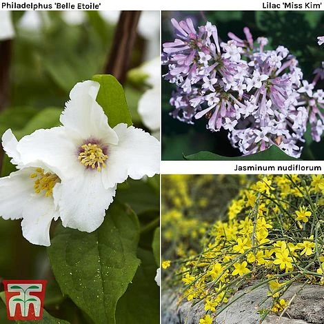 Hardy Shrub Trio 1 Hardy Shrub Trio