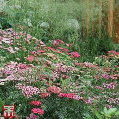 Achillea Millefolium 'Summer Berries' -Flourish Flora 4477 ACHI 21