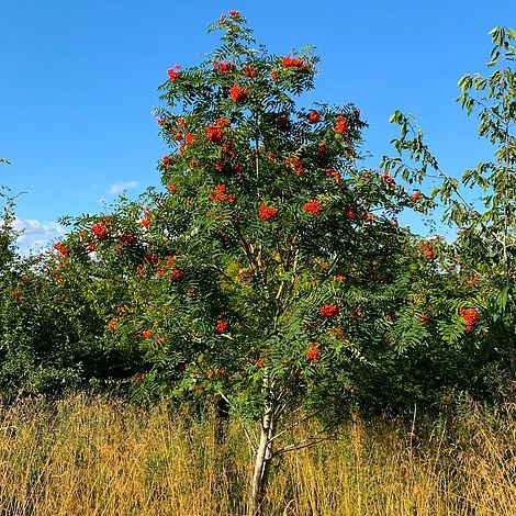 Rowan Tree (Sorbus Aucuparia) Grown By Cotswold Trees 1 Rowan Tree (Sorbus Aucuparia) Grown By Cotswold Trees