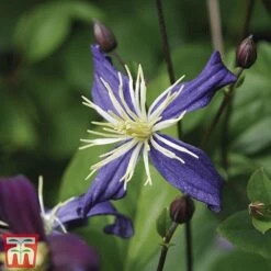 Clematis All Season Climbing Collection -Flourish Flora 48
