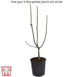 Magnolia X Brooklynensis 'Yellow Bird' -Flourish Flora 5litre potted plant