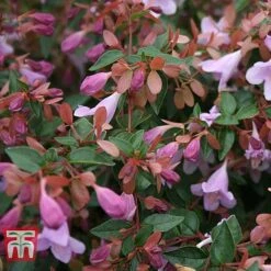 Abelia 'Pink Pong' -Flourish Flora ABEL T71324 C