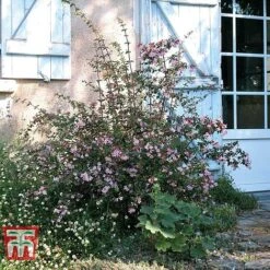 Abelia 'Pink Pong' -Flourish Flora ABEL T71324 E