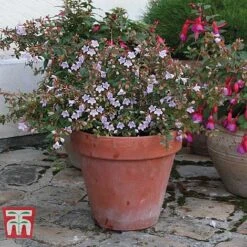 Abelia 'Pink Pong' -Flourish Flora ABEL T71324 F