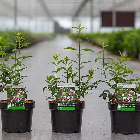 Abelia Mosanensis 'Monia' 2 Abelia Mosanensis 'Monia' - Image 2