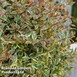 Abelia X Grandiflora 'Tricolour Charm' -Flourish Flora ABEL TRICOLOUR S51036