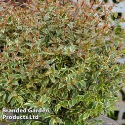 Abelia X Grandiflora 'Tricolour Charm' -Flourish Flora ABEL TRICOLOUR S51037