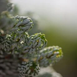 Abies Koreana 'Kohouts Icebreaker' -Flourish Flora ABIE KOHOUTSIC S45153 NOW