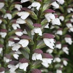 Acanthus Spinosus -Flourish Flora ACAN T58284 A h
