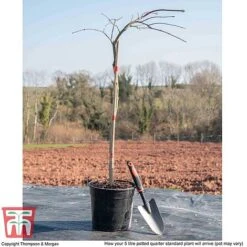 Acer Palmatum 'Inaba-shidare' -Flourish Flora ACER KB3298 L