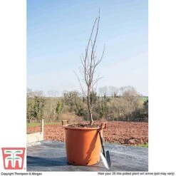 Acer Palmatum 'Bloodgood' -Flourish Flora ACER WKB9197 L