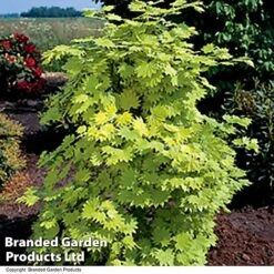 Acer Shirasawanum Aureum -Flourish Flora ACER AUREUM T36444