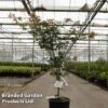 Acer Pseudosieboldianum 'North Wind'