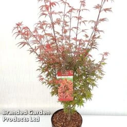 Acer Palmatum 'Shaina' -Flourish Flora ACER SHAINA S37299