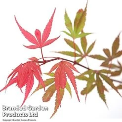 Acer Palmatum 'Shaina' -Flourish Flora ACER SHAINA T36157