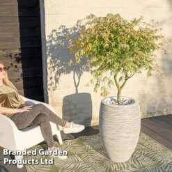 Acer Palmatum 'Ukigumo' -Flourish Flora ACER UKIGUMO S43284