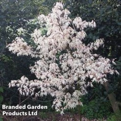 Acer Palmatum 'Ukigumo' -Flourish Flora ACER UKIGUMO S43285