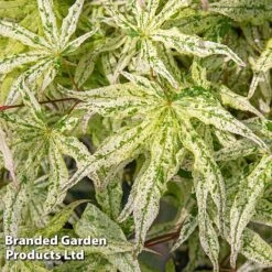 Acer Palmatum 'Ukigumo' -Flourish Flora ACER UKIGUMO S43286