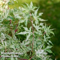 Acer Palmatum 'Ukigumo' -Flourish Flora ACER UKIGUMO S43287