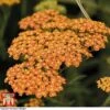 Achillea 'Terracotta'
