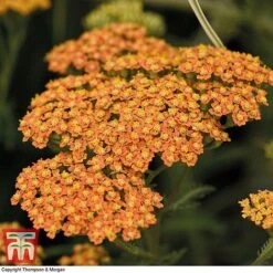Achillea 'Terracotta'