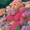 Achillea Millefolium 'Summer Berries'