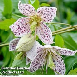 Clematis All Season Collection -Flourish Flora ADEVNT BELLS
