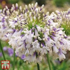Agapanthus Duo Fireworks & Poppin Purple -Flourish Flora AGAP KB3122 C