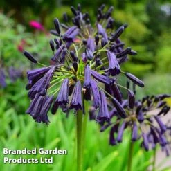 Agapanthus Blue Trio -Flourish Flora AGAP MH8370 C