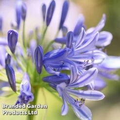 Agapanthus Blue Trio -Flourish Flora AGAP MH8370 D