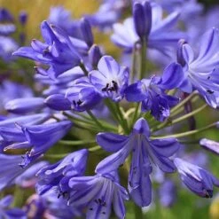 Agapanthus 'Seastorm' -Flourish Flora AGAP T73748 B h