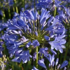 Agapanthus 'Seastorm' -Flourish Flora AGAP T73748 C h