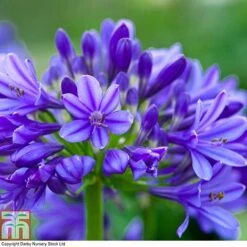 Agapanthus 'Brilliant Blue'