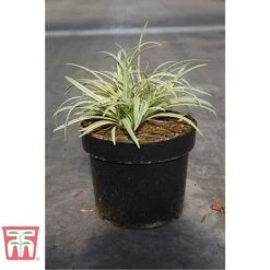 Front Page -Flourish Flora AGAP TKA3070 A