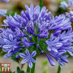 Agapanthus 'Moonlight Star'