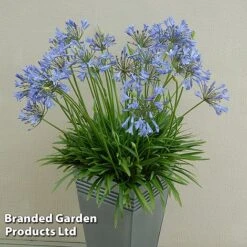Agapanthus Duo -Flourish Flora AGAP BLUESTORM S343011