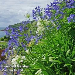 Summer Plant Collection -Flourish Flora AGAP BLUEWHITE L25347