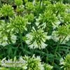 Agapanthus 'Emerald Ice'