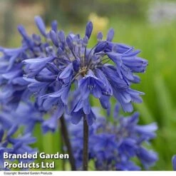 Agapanthus 'Ever Sapphire' -Flourish Flora AGAP EVERSAPPH T134411