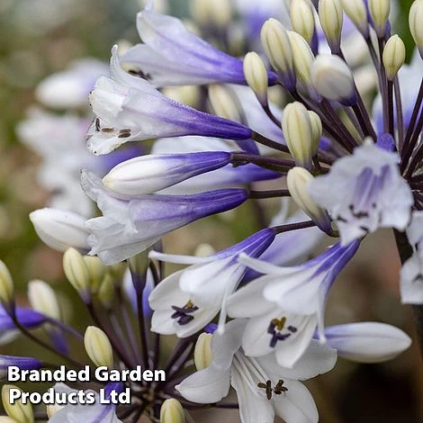 Agapanthus 'Ever Sparkle' 1 Agapanthus 'Ever Sparkle'