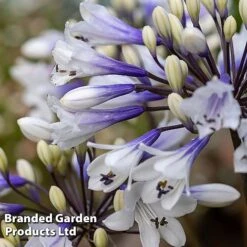 Agapanthus Everpanthus Collection -Flourish Flora AGAP EVERSPARK S445441