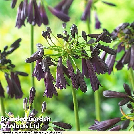 Agapanthus Midnight Cascade Collection 1 Agapanthus Midnight Cascade Collection