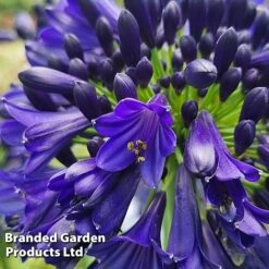Agapanthus 'Midnight Sky' -Flourish Flora AGAP MIDNIGHTS H44687