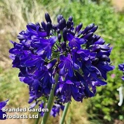 Agapanthus 'Midnight Sky' -Flourish Flora AGAP MIDNIGHTS H44688