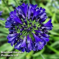 Agapanthus 'Midnight Sky' -Flourish Flora AGAP MIDNIGHTS H44689